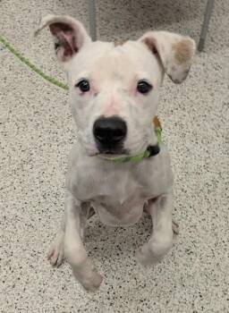 Wilson -  Mixed Breed Dog for Adoption in Atlanta, Georgia - Wilson | PetCurious