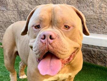 SAVE ME PLEASE Padre - IDA554286 -  Dogue De Bordeaux Dog for Adoption in San Marcos, California - SAVE ME PLEASE Padre - IDA554286 | PetCurious