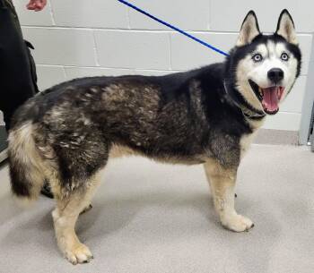 26-438 -  Siberian Husky Dog for Adoption in Lindenhurst, New York - 26-438 | PetCurious