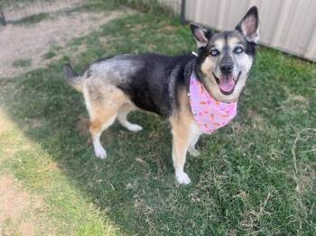 German Shepherd Dog Dogs Available for Adoption - Bibi | PetCurious