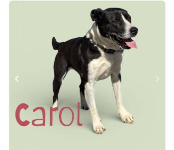 Carol -  Mixed Breed Dog for Adoption in Hendersonville, Tennessee - Carol | PetCurious