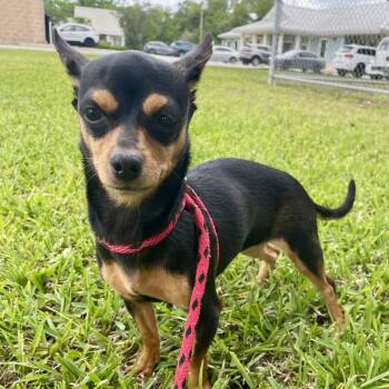 Chihuahua and Miniature Pinscher Dogs Available for Adoption in Beaumont, Texas - Zoe | PetCurious