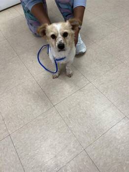 Parson Russell Terrier and Mixed Breed Dogs Available for Adoption in Killeen, Texas - FRANKIE | PetCurious