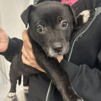 Mixed Breed Dogs Available for Adoption in Emporia, Kansas - Tony | PetCurious