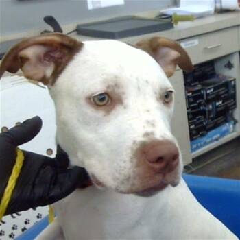 JIMENA -  Mixed Breed Dog for Adoption in Dallas, Texas - JIMENA | PetCurious