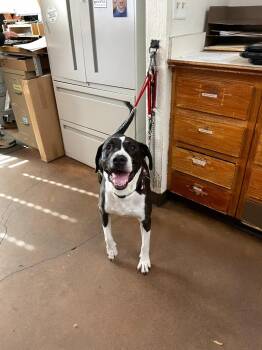 Pit Bull Terrier and Hound Dogs Available for Adoption - Rudolph | PetCurious