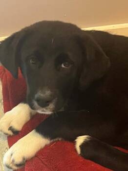 Great Pyrenees Dogs Available for Adoption in Irwin, Pennsylvania - Maybelle | PetCurious