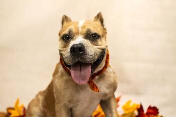 Bramble -  Bulldog Dog for Adoption in Sanford, Florida - Bramble | PetCurious