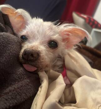 Maltese and Yorkie Poo Dogs Available for Adoption in Orange Park, Florida - Ella | PetCurious