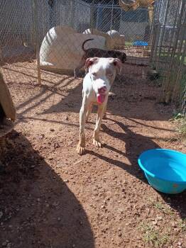 Emmitt -  Mixed Breed Dog for Adoption in Albany, Georgia - Emmitt | PetCurious