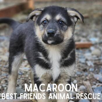 Macaroon -  Border Collie and Mixed Breed Dog for Adoption in Wasilla, Alaska - Macaroon | PetCurious