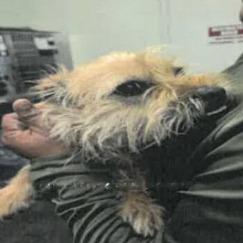 Lainey A2278076 -  Lhasa Apso Dog for Adoption in Los Angeles, California - Lainey A2278076 | PetCurious