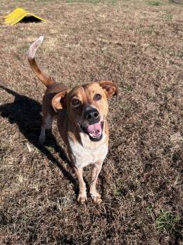 Rescue Hound Dogs for Adoption in Johnson City, Tennessee - Walker | PetCurious