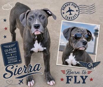 Sierra -  Pit Bull Terrier Dog for Adoption in Baton Rouge, Louisiana - Sierra | PetCurious