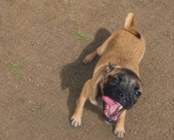 Myrtle -  Pug and Boxer Dog for Adoption in Minneapolis, Minnesota - Myrtle | PetCurious