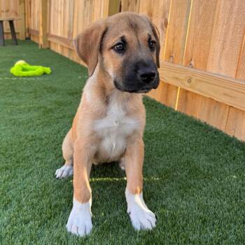 Bida -  Great Dane Dog for Adoption in La Grange, Kentucky - Bida | PetCurious