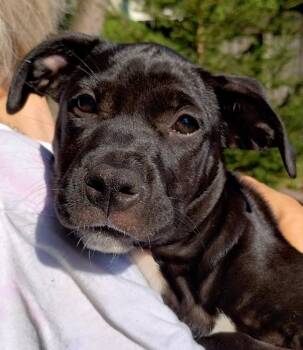 Rosalind -  Terrier Dog for Adoption in Whitestown, Indiana - Rosalind | PetCurious