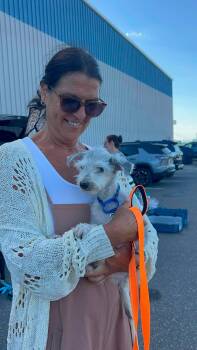 PETEY -  Shih Tzu Dog for Adoption in Holbrook, New York - PETEY | PetCurious