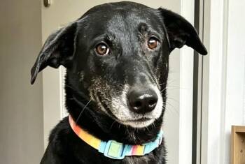 Bella -  Mixed Breed Dog for Adoption in City Of Industry, California - Bella | PetCurious