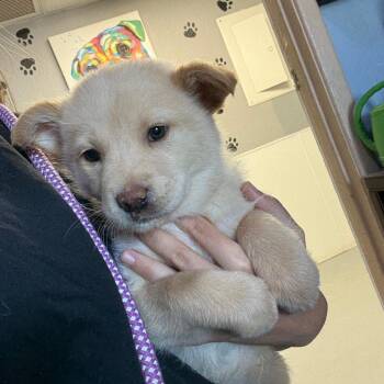 Collie and Australian Cattle Dog Blue Heeler Dogs Available for Adoption in Casa Grande, Arizona - Violet | PetCurious