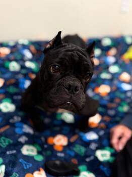 Cecelia -  American Bulldog Dog for Adoption in Muskegon, Michigan - Cecelia | PetCurious