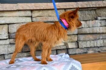 Yorkshire Terrier and Chihuahua Dogs Available for Adoption in Yakima, Washington - Meg | PetCurious