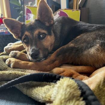 Mixed Breed Dogs Available for Adoption - Sabine | PetCurious