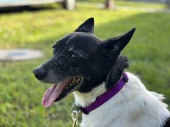 ALEXANDER -  Rat Terrier and Mixed Breed Dog for Adoption in St. Cloud, Florida - ALEXANDER | PetCurious