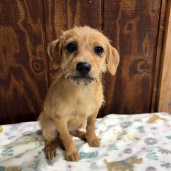 Pup 4 -  Wire Fox Terrier Dog for Adoption in Harlingen, Texas - Pup 4 | PetCurious