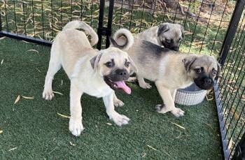 Puggles and Puggles, Dove, Raven and Phoenix (1) -  Puggle Dog for Adoption in Canutillo, Texas - Puggles And Puggles, Dove, Raven And Phoenix (1) | PetCurious
