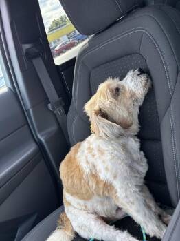 Charley -  Goldendoodle Dog for Adoption - Charley | PetCurious