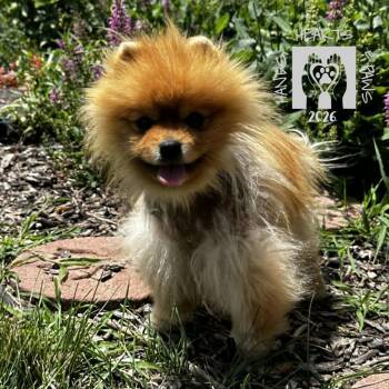 Andre -  Pomeranian Dog for Adoption in Omaha, Nebraska - Andre | PetCurious