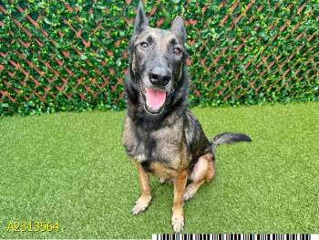 Rescue Mixed Breed Dogs for Adoption in West Palm Beach, Florida - SULTAN | PetCurious