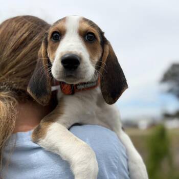 Hound Dogs Available for Adoption in Chesapeake, Virginia - Juniper (Lucy) | PetCurious