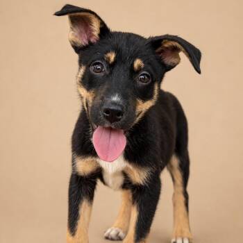 Mabel -  Mixed Breed Dog for Adoption in Bend, Oregon - Mabel | PetCurious