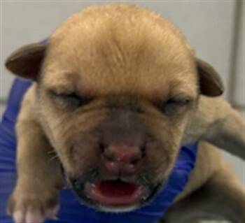 Rescue Mixed Breed Dogs for Adoption in Dallas, Texas - MAPLE PECAN | PetCurious