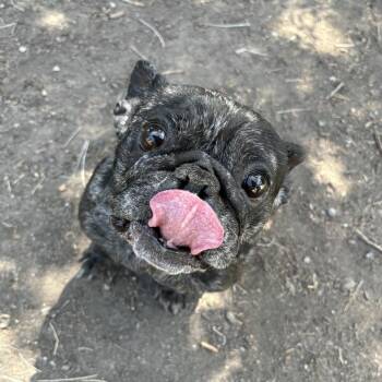 Posie -  French Bulldog Dog for Adoption in Spokane, Washington - Posie | PetCurious