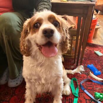 Cocker Spaniel Dogs Available for Adoption - Willy | PetCurious