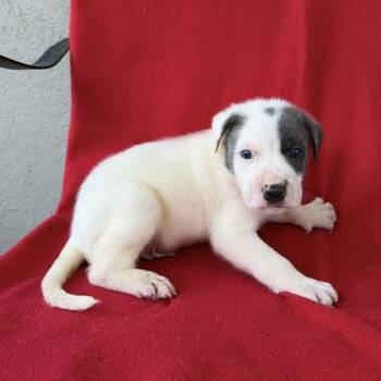 Doohickey -  Terrier and Mixed Breed Dog for Adoption in Carencro, Louisiana - Doohickey | PetCurious