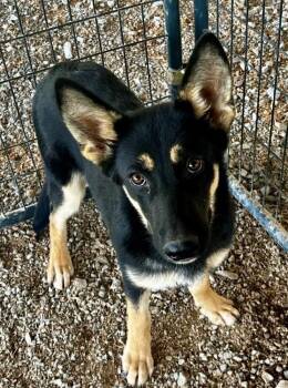 Reyna -  German Shepherd Dog Dog for Adoption in Joppa, Alabama - Reyna | PetCurious