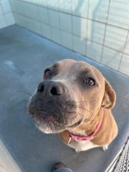 Pit Bull Terrier and Mixed Breed Dogs Available for Adoption in Corpus Christi, Texas - ALINA | PetCurious
