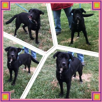 Great Dane and Labrador Retriever Dogs Available for Adoption - ( NALA) PENNY | PetCurious