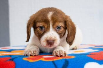 Mario Litter - Princess Peach -  Dachshund and Mixed Breed Dog for Adoption in Savage, Minnesota - Mario Litter - Princess Peach | PetCurious
