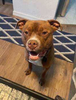 Rescue American Staffordshire Terrier Dogs for Adoption in West Richland, Washington - Van Haggar | PetCurious