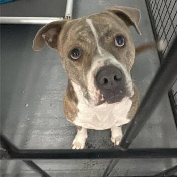 Dallas Smith -  Pit Bull Terrier Dog for Adoption in St. Louis, Missouri - Dallas Smith | PetCurious
