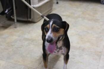 Benny -  Beagle and Mixed Breed Dog for Adoption in Picayune, Mississippi - Benny | PetCurious