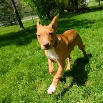 Cattle Dog Dogs Available for Adoption in South Elgin, Illinois - Robin Hood | PetCurious
