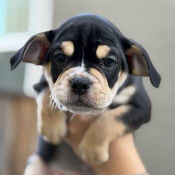 Ruby -  English Bulldog and Mixed Breed Dog for Adoption in Turlock, California - Ruby | PetCurious
