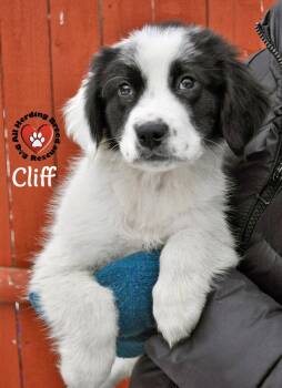Great Pyrenees Dogs Available for Adoption - Cliff | PetCurious