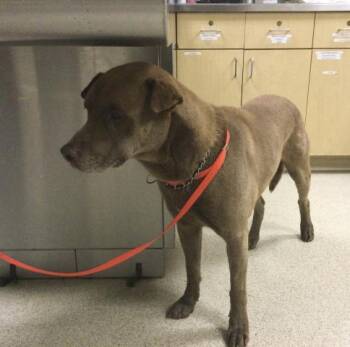 PRETZEL -  Pit Bull Terrier and Mixed Breed Dog for Adoption in Riverside, California - PRETZEL | PetCurious